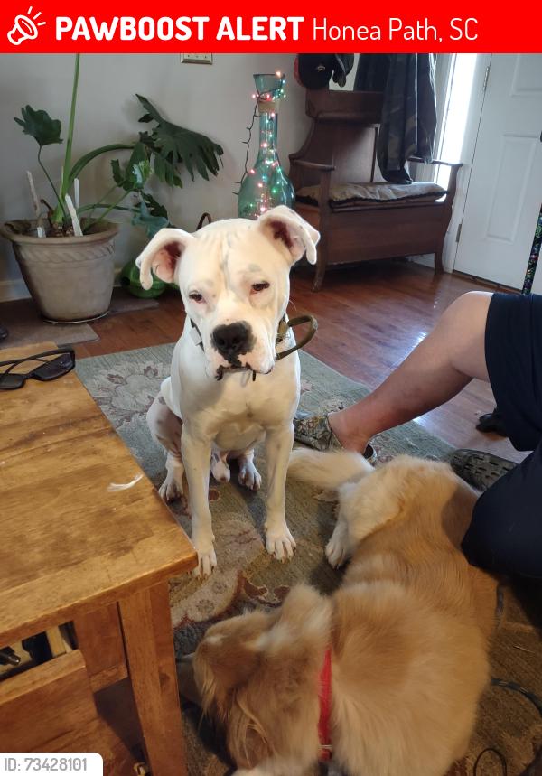 Lost Male Dog last seen Hudgens st honea path,sc, Honea Path, SC 29654