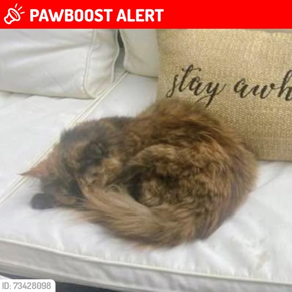Lost Female Cat last seen Brainard Road & Ridgebury Highland Hts., Ohio, Highland Heights, OH 44143