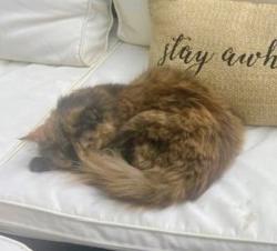 Lost Female Cat last seen Brainard Road & Ridgebury Highland Hts., Ohio, Highland Heights, OH 44143