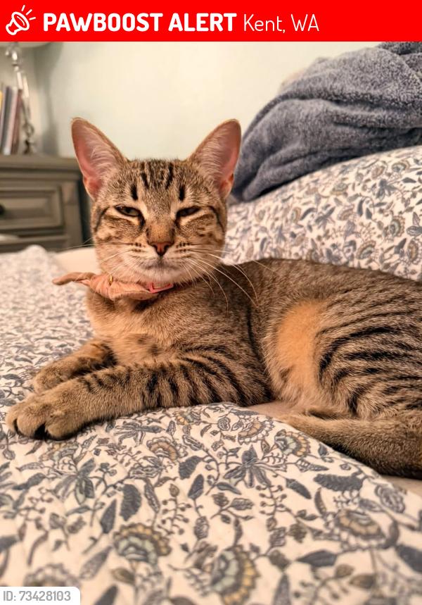 Lost Female Cat last seen 136th Pl SE Kent, Kent, WA 98042