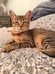 Lost Female Cat last seen 136th Pl SE Kent, Kent, WA 98042