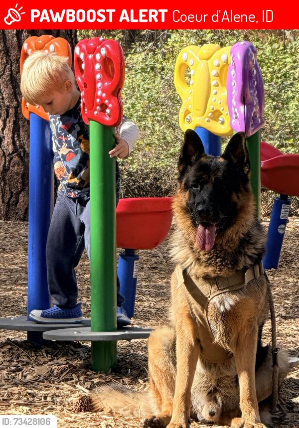 Lost Male Dog last seen Government way, Lincoln Avenue, Regal Cinemas,, Coeur d'Alene, ID 83814