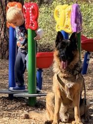 Lost Male Dog last seen Government way, Lincoln Avenue, Regal Cinemas,, Coeur d'Alene, ID 83814
