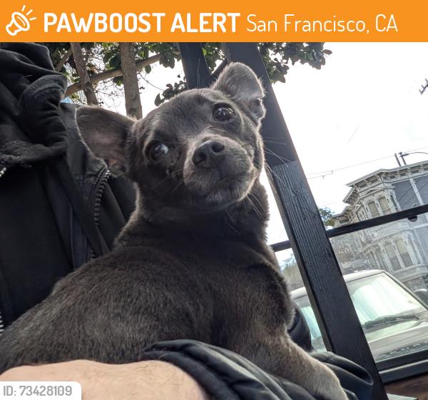 Found/Stray Female Dog last seen Haight and webster, San Francisco, CA 94117