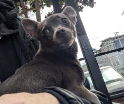 Found/Stray Female Dog last seen Haight and webster, San Francisco, CA 94117