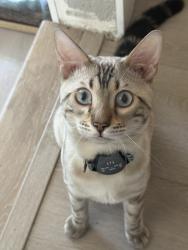 Lost Male Cat last seen Hillside Community Church, Rancho Cucamonga, CA 91737