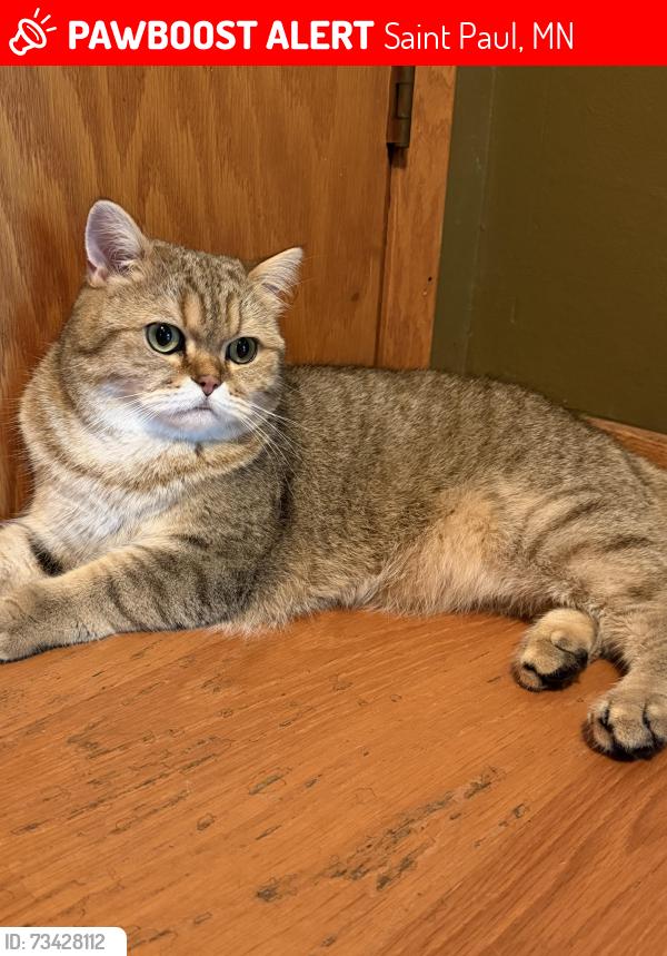 Lost Male Cat last seen Parkway Drive, Saint Paul, MN 55106