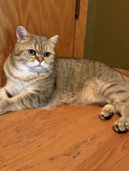 Lost Male Cat last seen Parkway Drive, Saint Paul, MN 55106