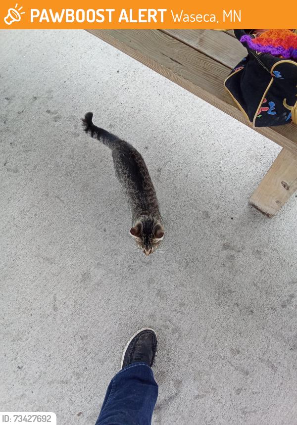 Found/Stray Female Cat last seen Professional building or by bongards, Waseca, MN 56093