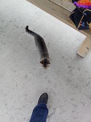 Found/Stray Female Cat last seen Professional building or by bongards, Waseca, MN 56093