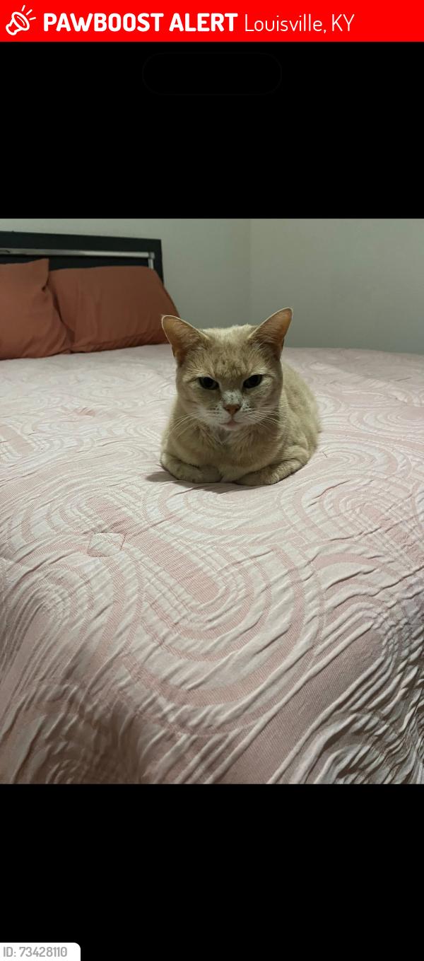 Lost Female Cat last seen Terry Rd / Kenhurst Dr, Louisville, KY 40258