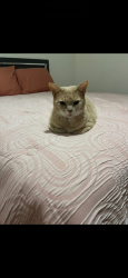 Lost Female Cat last seen Terry Rd / Kenhurst Dr, Louisville, KY 40258