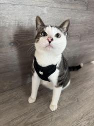 Lost Male Cat last seen Near NW 71st St Miami, FL 33150 United States, Miami, FL 33150