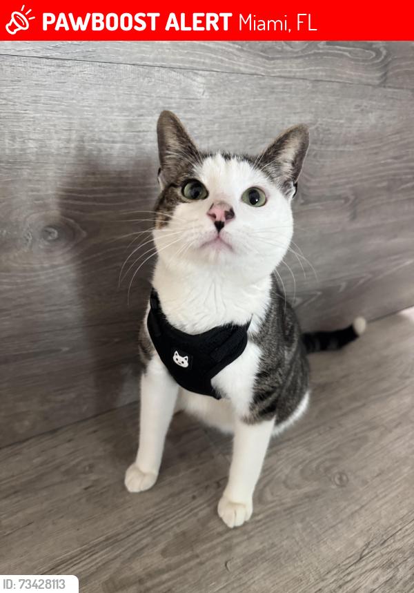 Lost Male Cat last seen Near NW 71st St Miami, FL 33150 United States, Miami, FL 33150