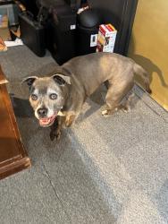 Found/Stray Unknown Dog last seen At Lexington jewelers, Lexington, KY 40508