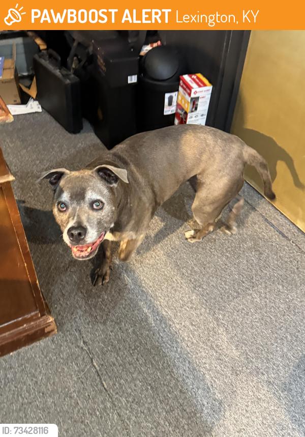 Found/Stray Unknown Dog last seen At Lexington jewelers, Lexington, KY 40508