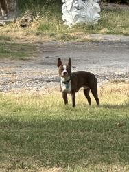 Found/Stray Unknown Dog last seen Near s 129 e ave, Tulsa, OK 74108