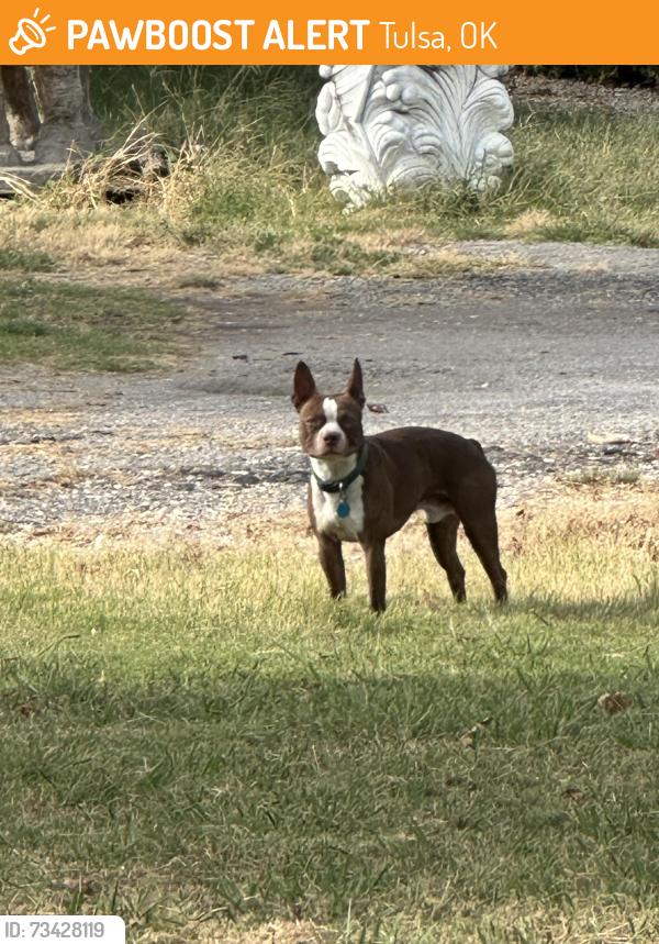Found/Stray Unknown Dog last seen Near s 129 e ave, Tulsa, OK 74108