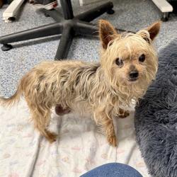 Shelter Stray Female Dog last seen Near BLK E 28TH ST, LONG BEACH, CA 90806, 7700 E Spring St, Long Beach, CA 90815, USA