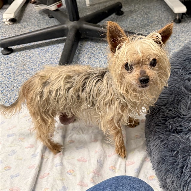 Shelter Stray Female Dog last seen Near BLK E 28TH ST, LONG BEACH, CA 90806, 7700 E Spring St, Long Beach, CA 90815, USA