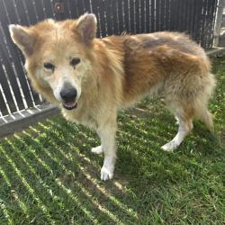 Shelter Stray Male Dog last seen Near BLK E 69TH ST LONG BEACH CA 90805, 7700 E Spring St, Long Beach, CA 90815, USA