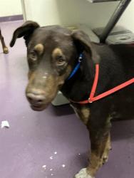 Shelter Stray Male Dog last seen Near BLK W 7TH ST, LONG BEACH, CA 90813, 7700 E Spring St, Long Beach, CA 90815, USA