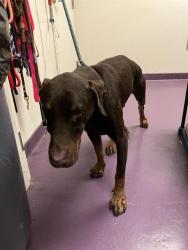 Shelter Stray Male Dog last seen Near BLK W 7TH ST, LONG BEACH, CA 90813, 7700 E Spring St, Long Beach, CA 90815, USA
