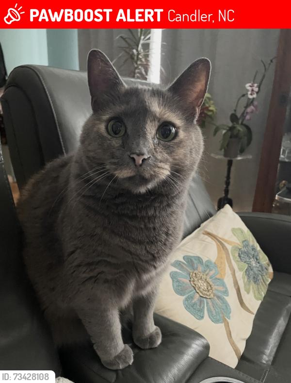 Lost Female Cat last seen Justice Ridge Rd, Candler, NC 28715