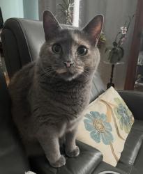 Lost Female Cat last seen Justice Ridge Rd, Candler, NC 28715