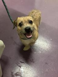 Shelter Stray Male Dog last seen Near BLK BRAYTON AVE, LONG BEACH, CA 90807, 7700 E Spring St, Long Beach, CA 90815, USA