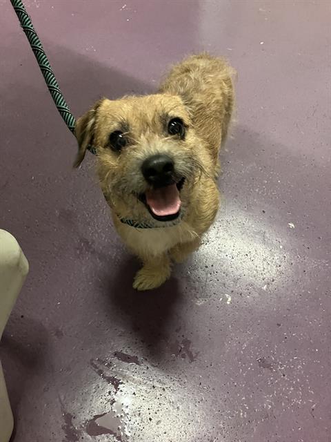 Shelter Stray Male Dog last seen Near BLK BRAYTON AVE, LONG BEACH, CA 90807, 7700 E Spring St, Long Beach, CA 90815, USA