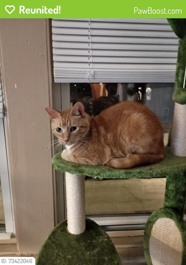 Reunited Female Cat last seen 32nd and Green, Chicago, IL 60608