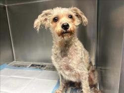Shelter Stray Male Dog last seen , West Valley Animal Shelter, 20655 Plummer St, Chatsworth, CA 91311, USA