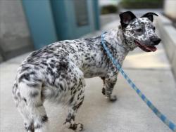 Shelter Stray Male Dog last seen , West Valley Animal Shelter, 20655 Plummer St, Chatsworth, CA 91311, USA