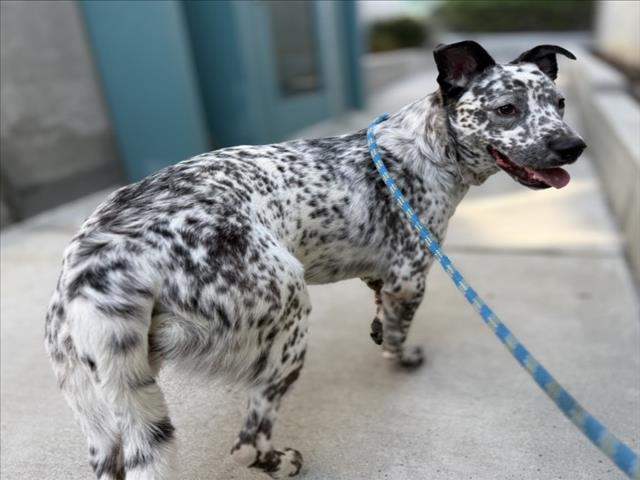 Shelter Stray Male Dog last seen , West Valley Animal Shelter, 20655 Plummer St, Chatsworth, CA 91311, USA