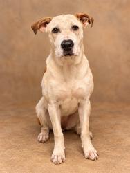 Shelter Stray Male Dog last seen , 38550 Sierra Hwy, Palmdale, CA 93550, USA