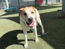 Shelter Stray Female Dog last seen , West Valley Animal Shelter, 20655 Plummer St, Chatsworth, CA 91311, USA