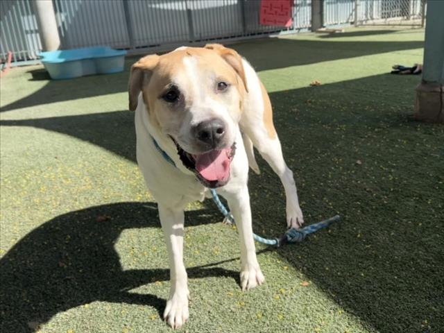 Shelter Stray Female Dog last seen , West Valley Animal Shelter, 20655 Plummer St, Chatsworth, CA 91311, USA