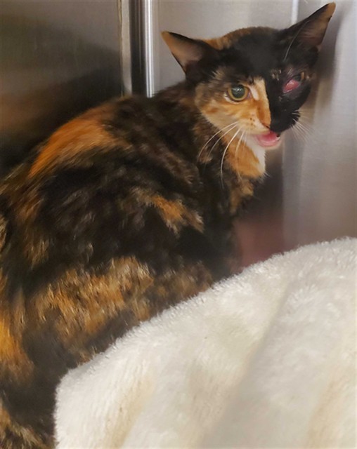 Shelter Stray Female Cat last seen X VISITACION AVE, 1419 Bryant St, San Francisco, CA 94103, USA