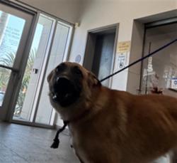Shelter Stray Female Dog last seen , 11361 W Pico Blvd, Los Angeles, CA 90064, USA