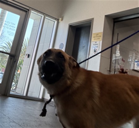 Shelter Stray Female Dog last seen , 11361 W Pico Blvd, Los Angeles, CA 90064, USA
