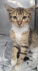 Shelter Stray Female Cat last seen Near BLOCK W. WINE HEATER, 333 Chandler Pl, San Bernardino, CA 92408, USA
