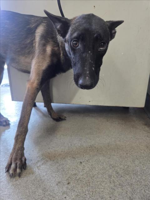 Shelter Stray Female Dog last seen MERRILL X JUNIPER, 333 Chandler Pl, San Bernardino, CA 92408, USA