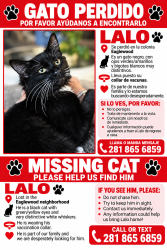 Lost Male Cat last seen Near Lynn crest ct houston tx 77083, Houston, TX 77083