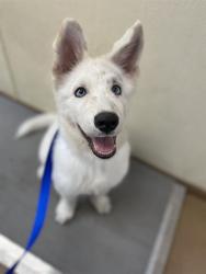 Shelter Stray Male Dog last seen MILE OF CARS WAY & I-5, 130 Beyer Way, Chula Vista, CA 91911, USA