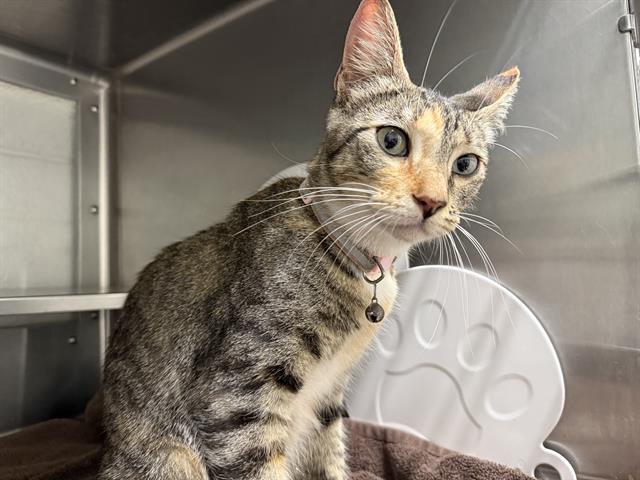 Shelter Stray Female Cat last seen L AVE AND L AVE, 130 Beyer Way, Chula Vista, CA 91911, USA
