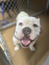 Shelter Stray Male Dog last seen HIGHLAND AVE & MELROSE ST, 130 Beyer Way, Chula Vista, CA 91911, USA