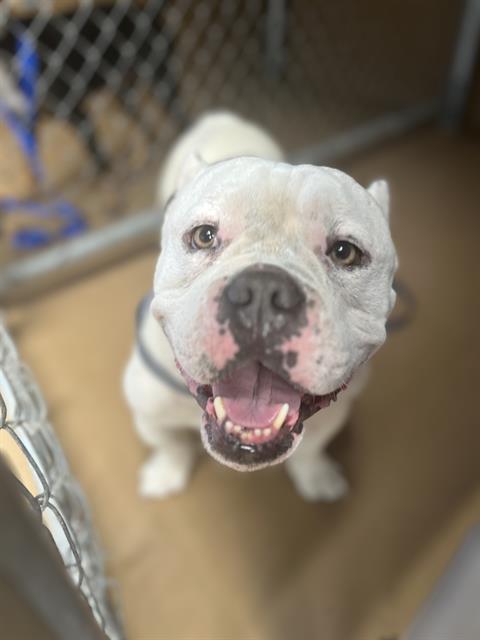 Shelter Stray Male Dog last seen HIGHLAND AVE & MELROSE ST, 130 Beyer Way, Chula Vista, CA 91911, USA