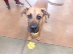 Shelter Stray Female Dog last seen , 14409 Vanowen St, Van Nuys, CA 91405, USA