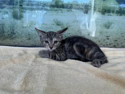 Shelter Stray Female Cat last seen , 14409 Vanowen St, Van Nuys, CA 91405, USA